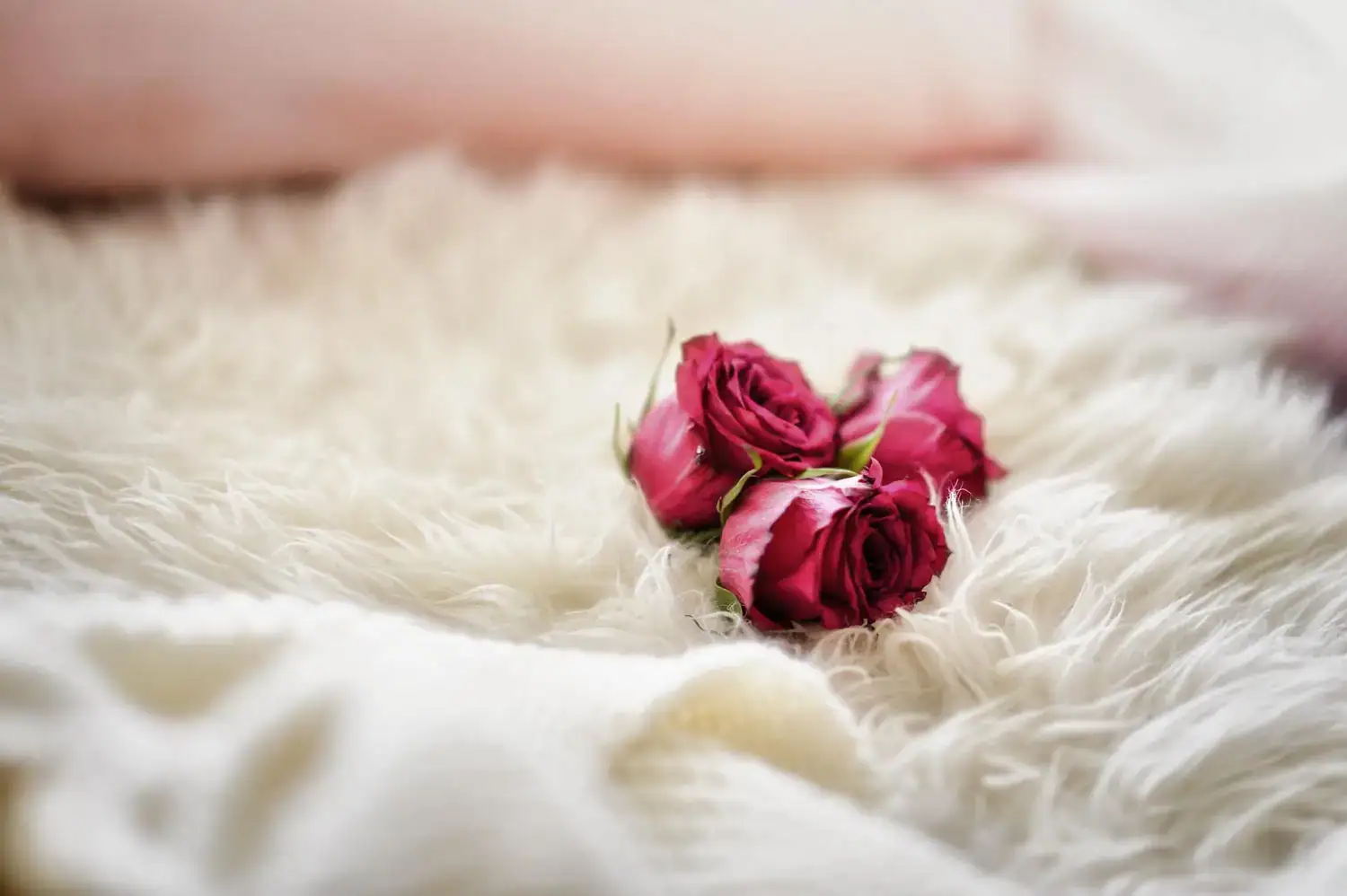 Drei rosafarbene Rosen ruhen auf einer weichen, weißen Decke, die Wärme ausstrahlt, wie bei einem Treffen des Frauenkreises.