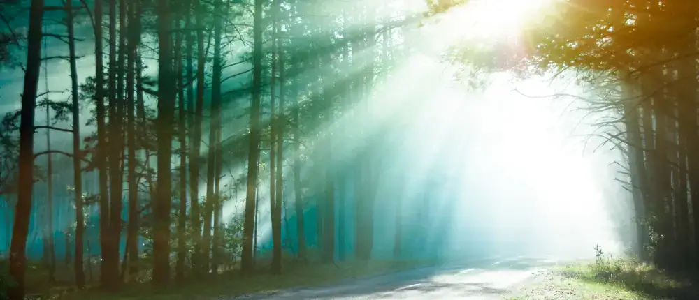 Das Sonnenlicht strömt durch die hohen Bäume und erhellt einen ruhigen Pfad der spirituellen Weiblichkeit.